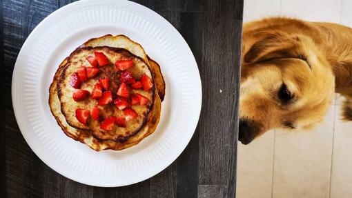 Dog looking at pancakes on table