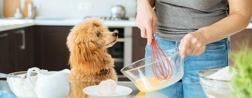 Dog watching woman bake