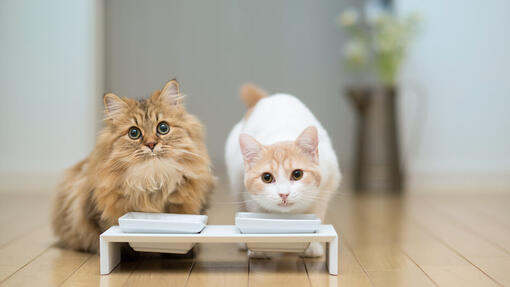 Cats looking up from bowls