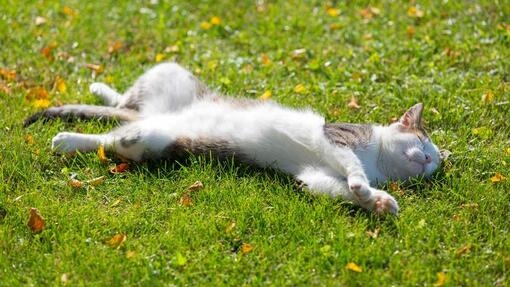 Cat laying down on the grass in the sun