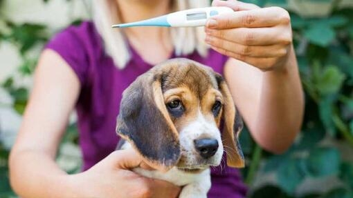 Puppy having temperature taken by owner 