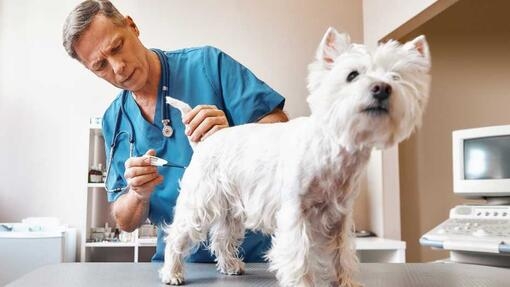 White dog having temperature taken by a vet 