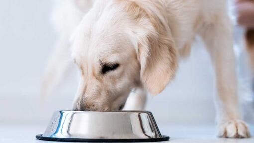 Dog eating from a food bowl 