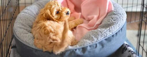 Puppy laying in a bed inside a crate