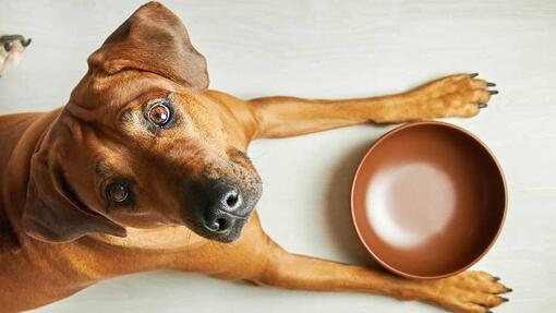 Dog lying next to an empty food bowl 