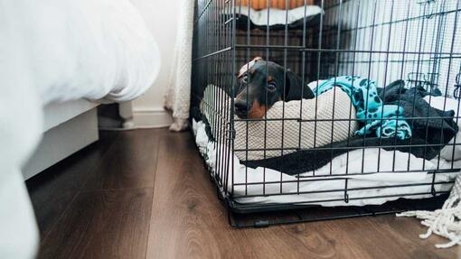 Small puppy laying in a crate 