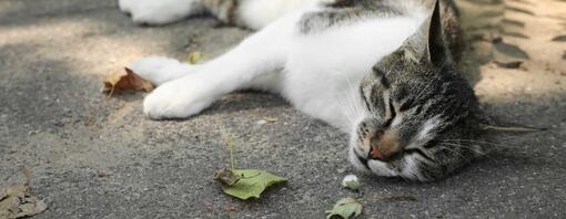 Cat laying down in the shade 