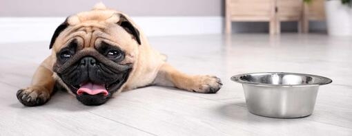 Pug laying on the floor next to water bowl 