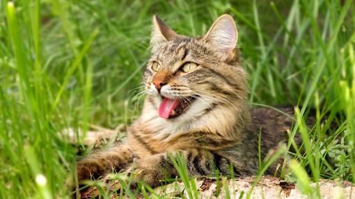 Cat laying down in grass 