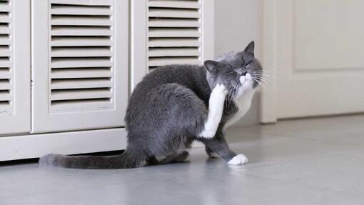 Grey cat scratching
