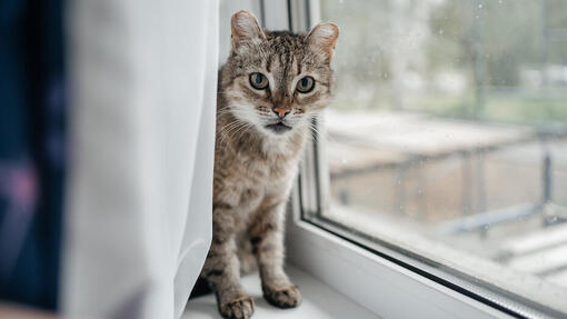 Cat on window sill