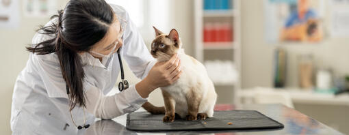 Vet checking cat - hero