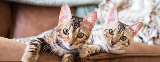 Cats sitting on sofa - hero