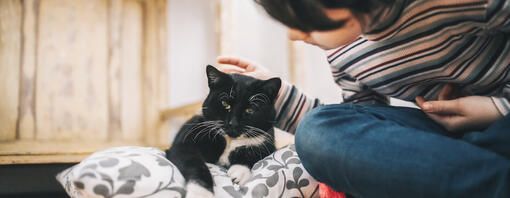 Sad cat with woman - hero