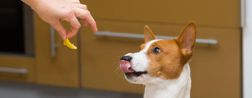 Dog being fed lemon - Hero