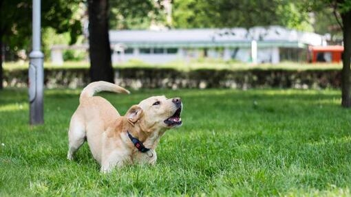 Dog playing in garden