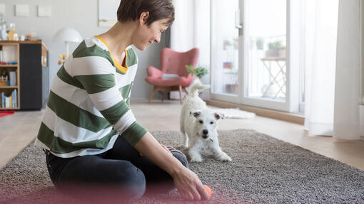 Owner and dog playing