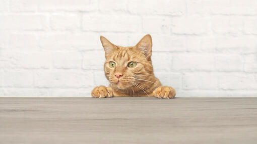 Orange cat near table