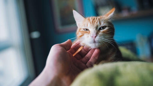 Hand touching cat