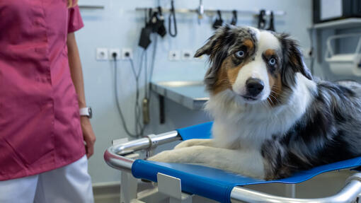 Dog at the vet