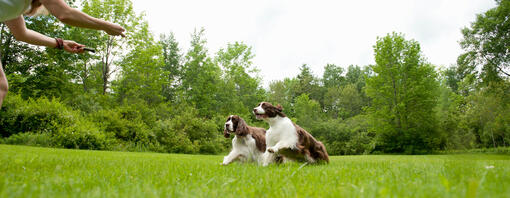 Dogs playing - hero.