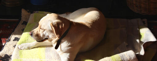 Dog laying in the sun - Hero