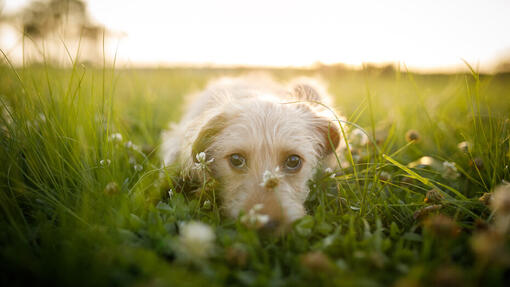 Dog looking shy