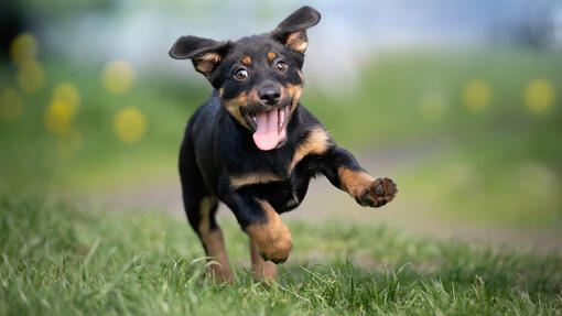 Dog at the park