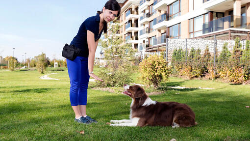 Trainer teaching dog