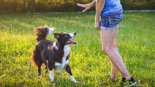 Dog spinning