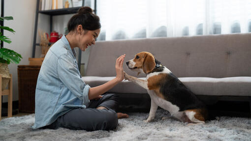 Dog playing.