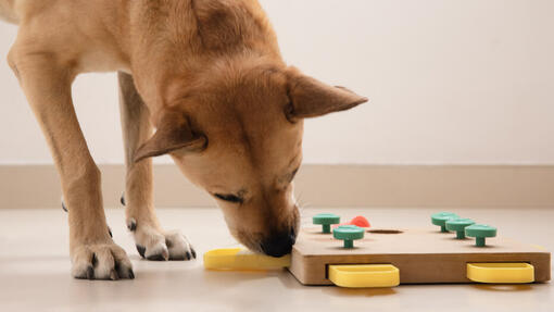 PAW HIDE - Dog Toy Puzzle (SEVEN Chamber Treat-Hiding DOG's BRAIN GAME