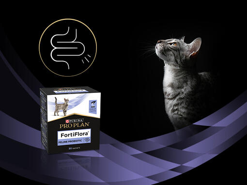 Medicated cat sale food