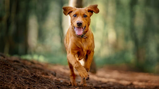 Dog walking in the woods