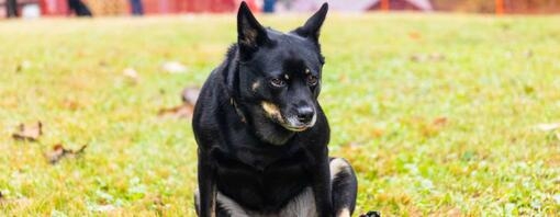 Black dog scooting on grass