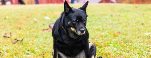 Black dog scooting on grass