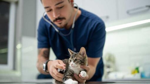 Cat at vet