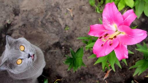 Grey cat looking up at pink lily 