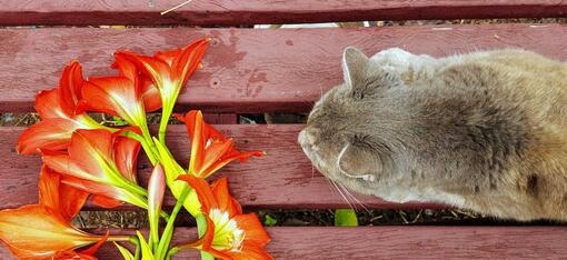 Cat on table looking at red lily flowers