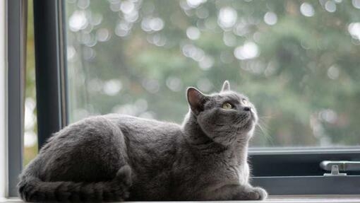 Grey cat sat at window