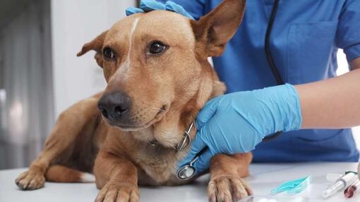 Dog at vet