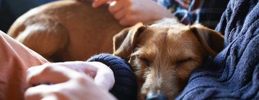 Dog sleeping on persons arm