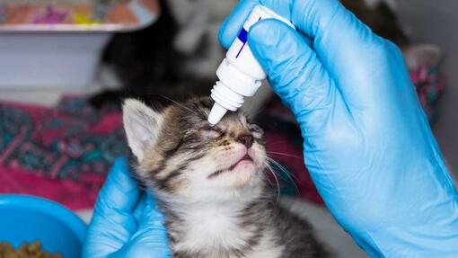 Cat having eye drops