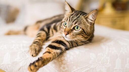 Cat laying on a bed