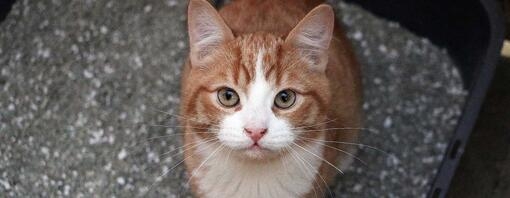 Cat sitting in litter tray