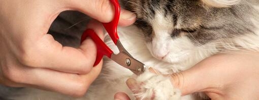 Cat getting claws clipped