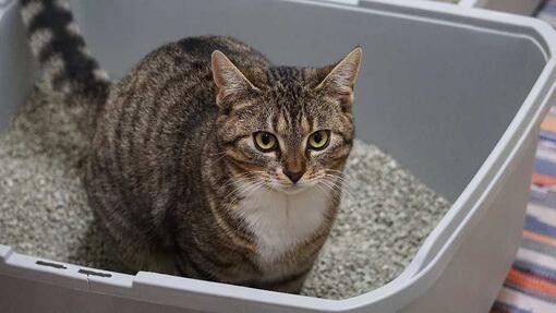 Cat in a litter tray
