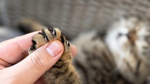 Owner holding cats paw