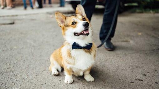 Dog wearing a bow tie 