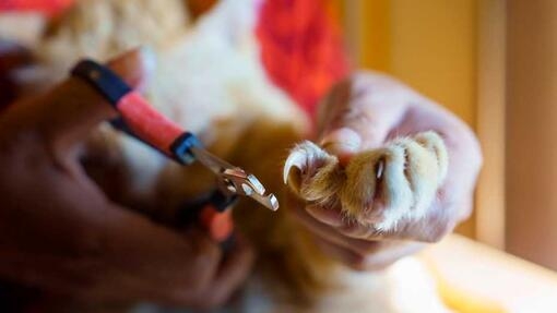 Owner holding cats claw for clipping